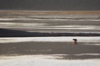 bear on the tidal flats