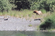 bear interrupting fishing