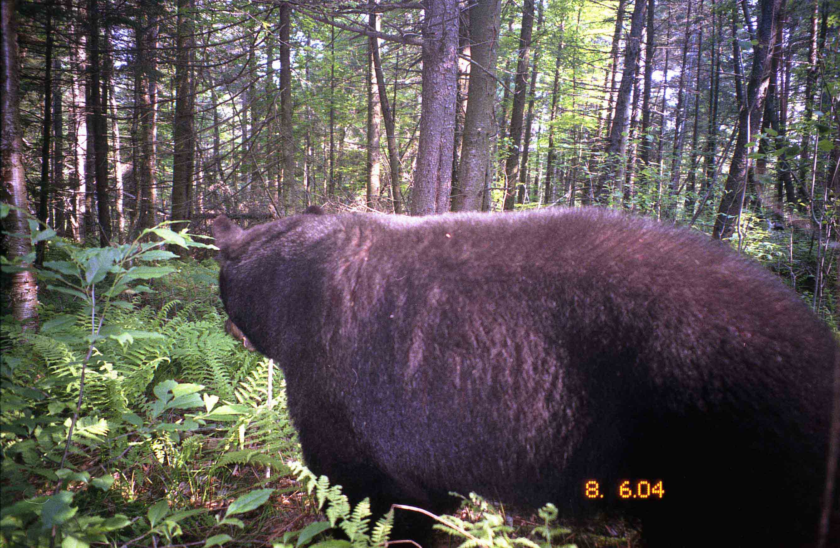 Black Bear