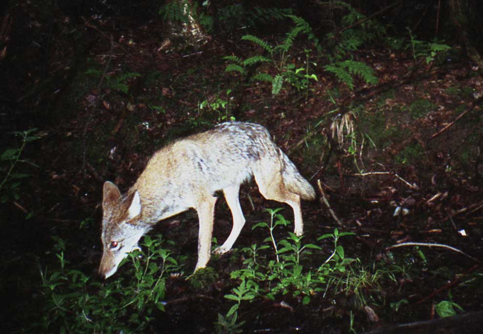 Gray Fox or Coyote??