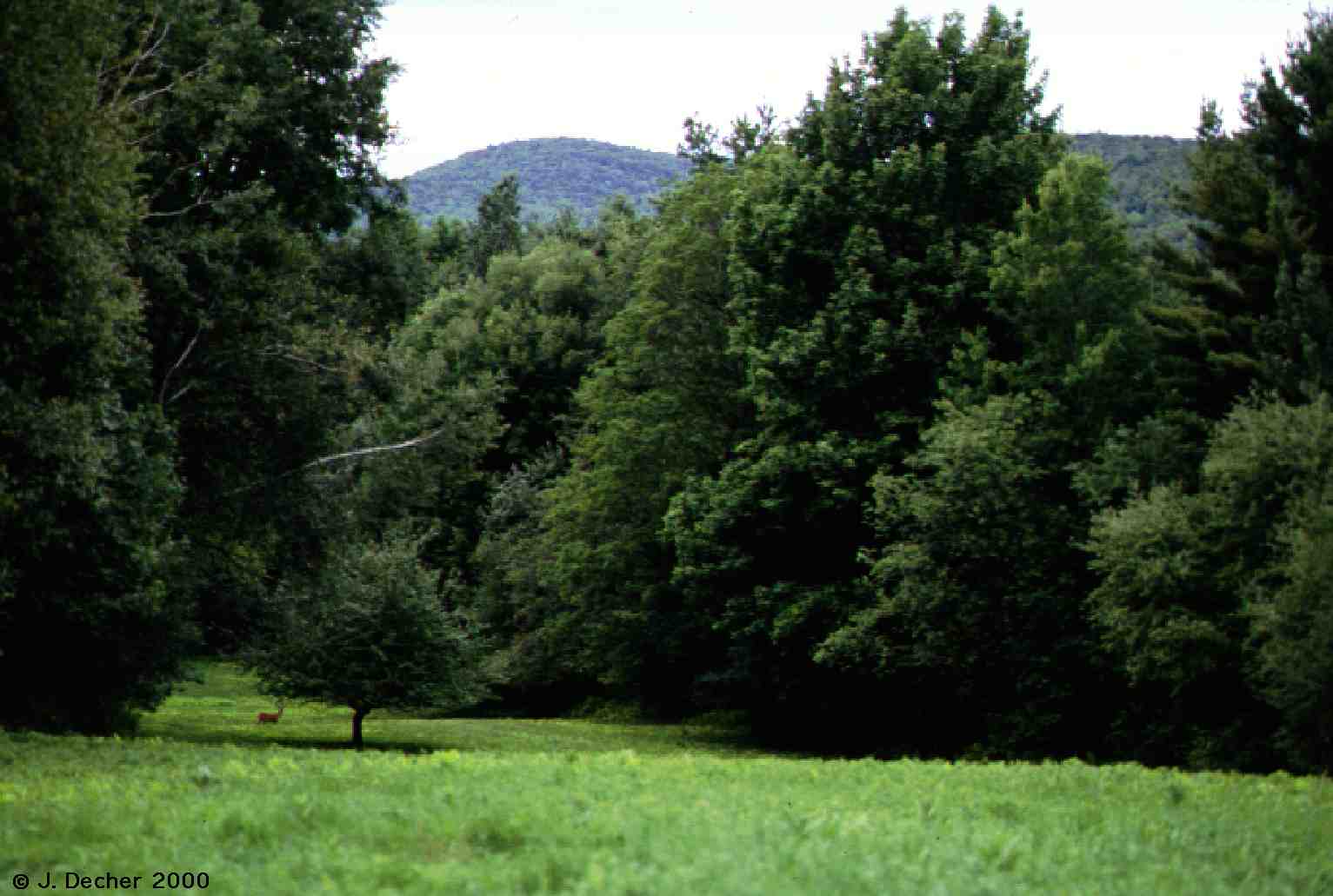 Whitetail deer on meadow at Guthrie Bancroft