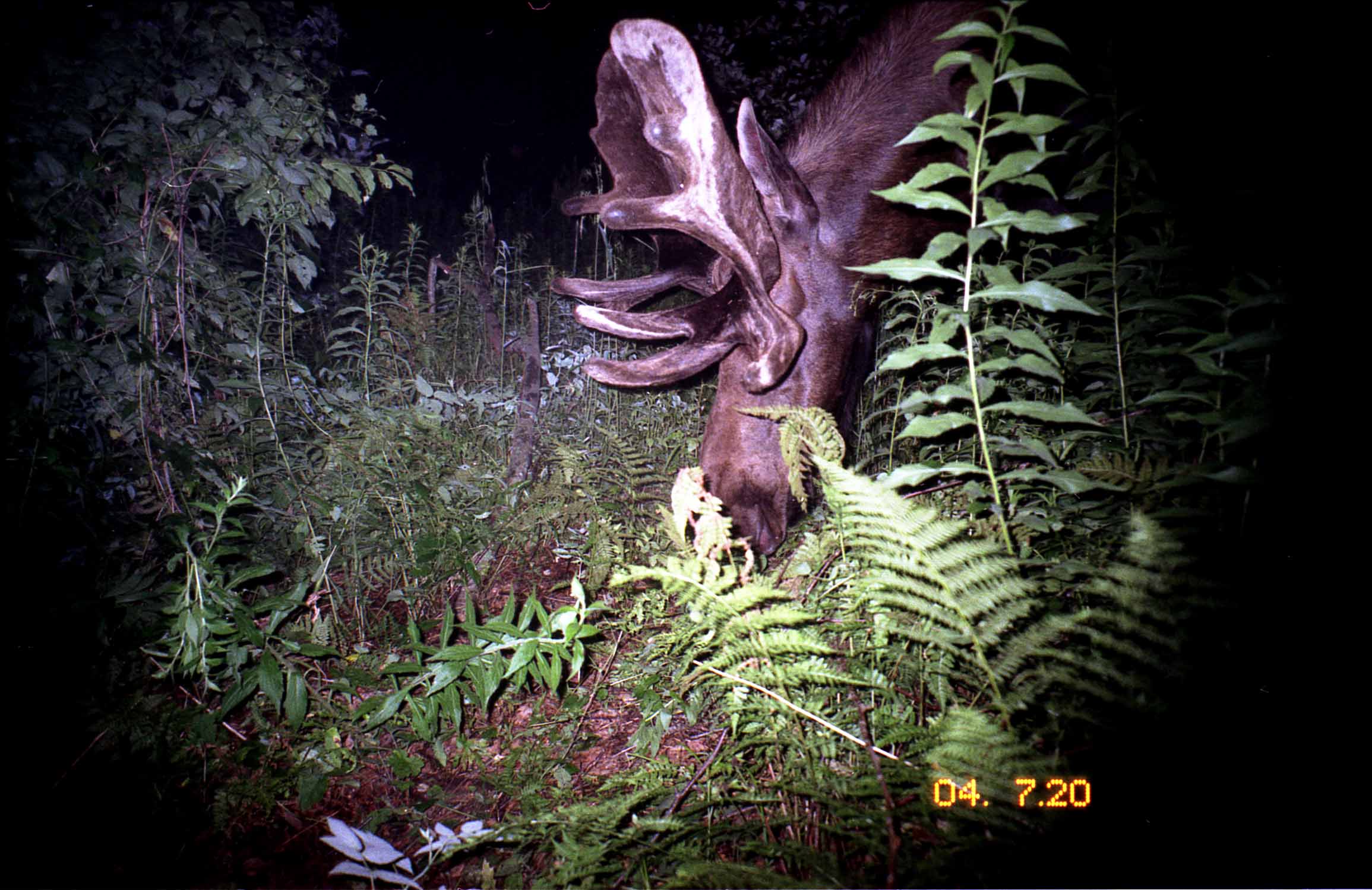 Moose 20 July 2004