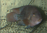 large Geophagus braziliensis