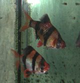 two tiger barbs