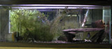 picture of our 150 gallon rubbermaid feeding bin, housing 6 goldfish