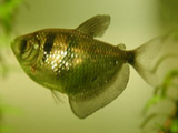 black tetra