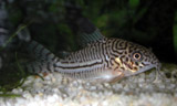 Corydoras sp.