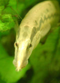 photo of eel face