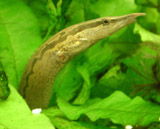 profile of eel