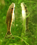 otocinclus reflected in glass