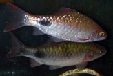 2 arulius barbs