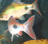 2 arulius barbs - close up of tail