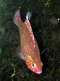 one Hemichromis lilafi, facing downward