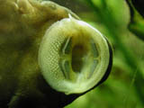 ancistrus - close up of mouth