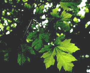 A. macrophyllum (Leaves)