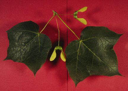 A. nigrum (leaf and fruit)