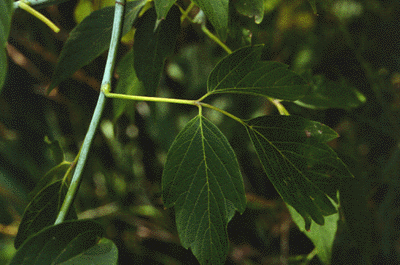 A. negundo (leaf)