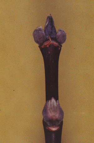 A. negundo (twig)