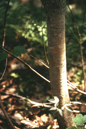 A. spicatum (bark)