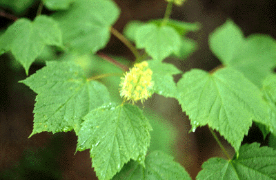A. spicatum (flowers)
