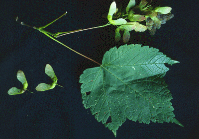 A. spicatum (leaf and fruit)
