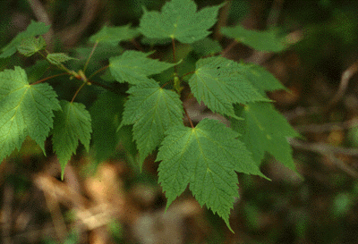 A. spicatum (leaves)