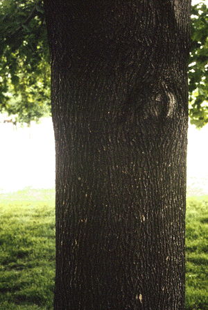 A. platanoides (bark)
