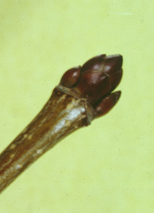 A. platanoides (twig)