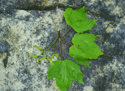 A. rubrum (leaf and fruit)