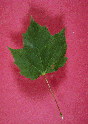 A. rubrum (leaf)