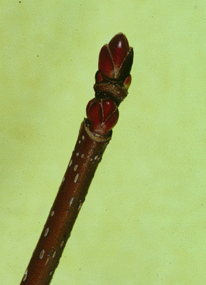 A. rubrum (twig)