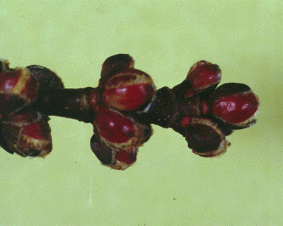 A. saccharinum (buds)