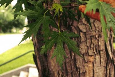 A. saccharinum (leaf)