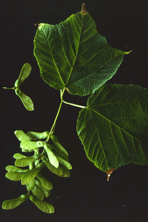 A. pensylvanicum (leaf and fruit)