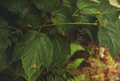 A. pensylvanicum (leaf)
