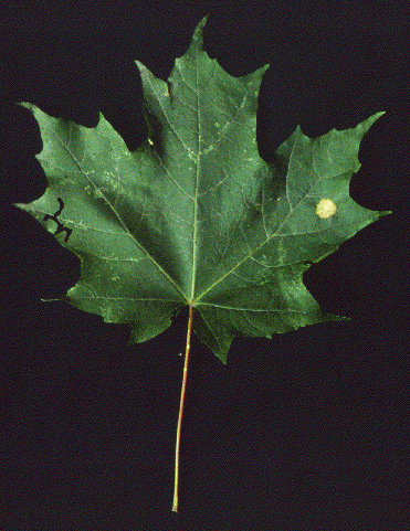 A. saccharum (leaf)