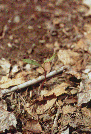 A. saccharum (seedling)
