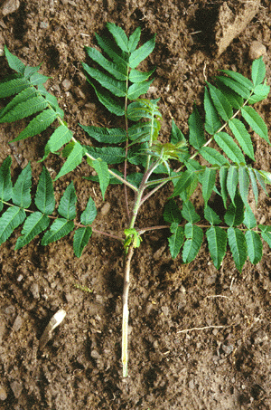R. typhina (leaf)