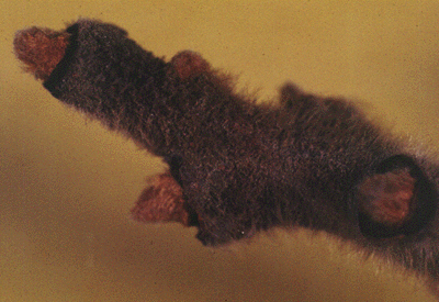 R. typhina (twig)