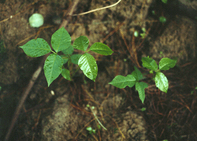 T. radicans (leaves)