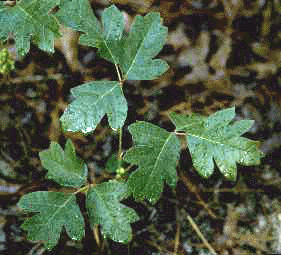 T. pubescens (Form)