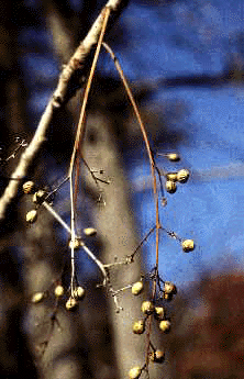 T. vernix (Fruit)