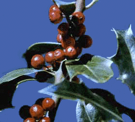 I. opaca (Fruit)