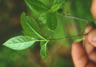 I. verticillata (Leaves)