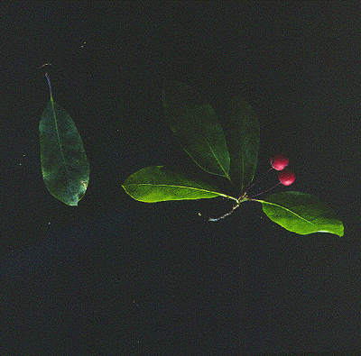 N. mucronata (Leaf and fruit)