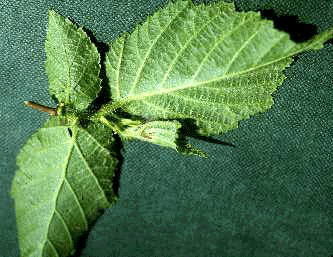 C. americana (Leaf)
