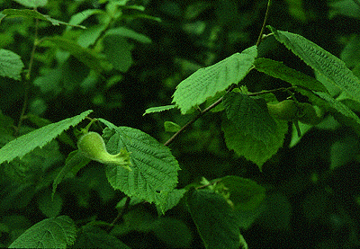 C. cornuta (Leaves and fruit)