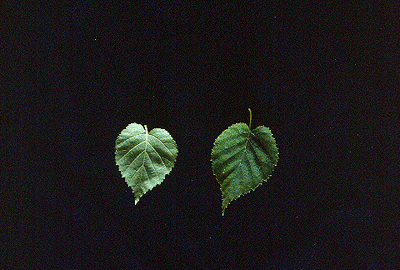 B. cordifolia (Leaves)