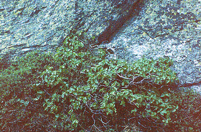 B. cordifolia (Stunted Form)