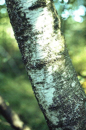 B. populifolia (Bark)